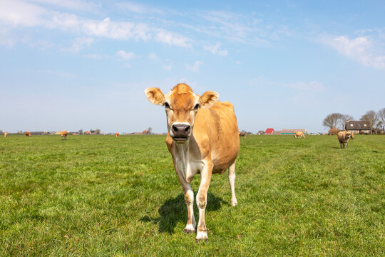 Jersey Cow, Black Nose And Calm Pretty Face, Cows In The Background, Standing In A Pasture Under A Pale Blue Sky And A Straight Horizon