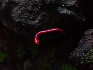 The rusty millipede (Trigoniulus corallinus) or common Asian millipede