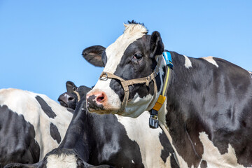 Cow with belt around her face. Portrait of the head of a sweet black and white bovine with friendly expression and blue background