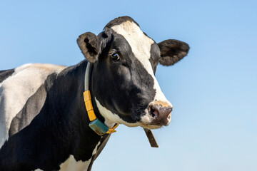 Head of a cow, looking troubled alert, black and white, and blue background with copy space