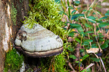 Mushroom Polyporus squamosus, growing on a tree. Polyporaceae.