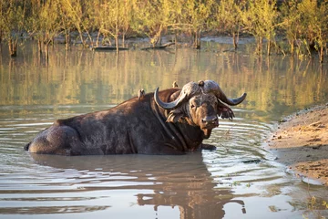 Foto op Canvas Water buffalo bathing in a pond at sunset, Kruger Park, South Africa © Delphotostock