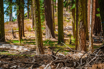 Beautiful forest landscape with hiking trails in Sequoia National Park USA