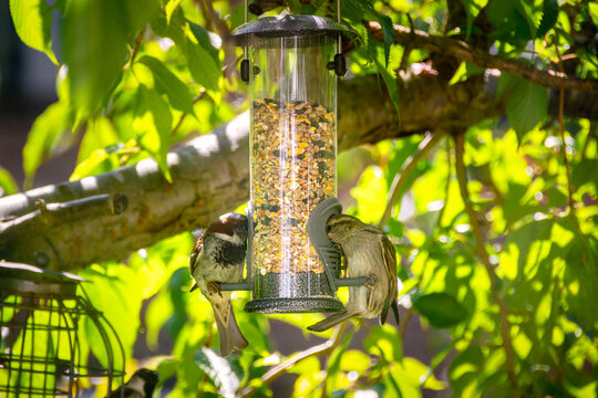 Bird feeder and house sparrows in the shade of cherry tree