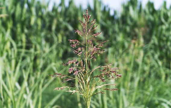 Gramigna rossa