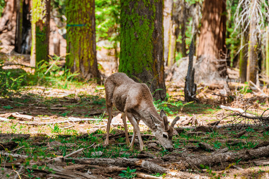 A young deer in a beautiful forest in Sequoia National Park USA