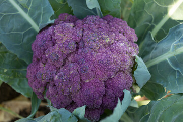  an unusual cauliflower with a purple head ripened.