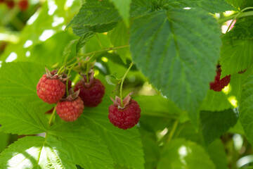 On the raspberry bushes, red, fragrant and healthy berries ripen.