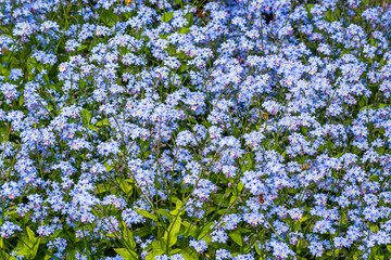 Forget-me-not flower bush or Scorpion Grasses blooming in late Spring