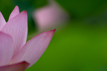 透明感のある蓮の花びら　7月