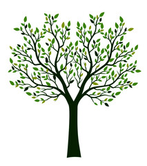 Shape of Tree with leaves.  Vector outline Illustration. Plant in Garden.