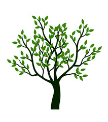 Obraz premium Shape of Tree with leaves. Vector outline Illustration. Plant in Garden.