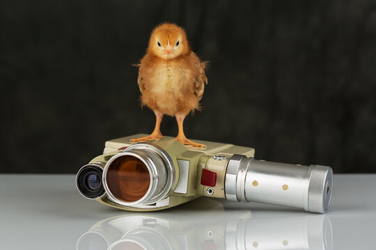 A chick baby chicken standing on an old vintage film camera