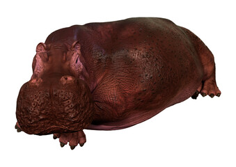 Naklejka premium 3D Rendering Hippopotamus on White
