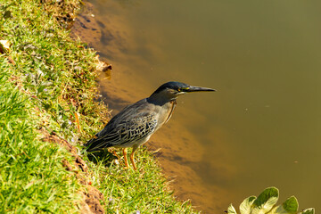 Ave chamada Garça-estriada (Butorides striata) encontrada em um lago na cidade de Goiânia, Goiás. (Socózinho, socó-mirim)
