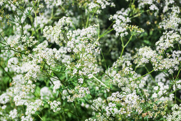 White yarrow flowers blooming in wild in early summer - close-up nature background