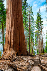 Beautiful forest landscape with hiking trails in Sequoia National Park USA