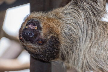 Sloth is hanging upside down in the tree. Portrait