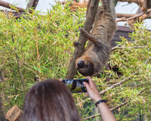 Sloth is hanging upside down in the tree. A girl makes a photo of the sloth