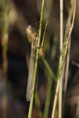 Antilion (Creoleon lugdunensis) on a plant