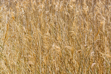 Abstract pattern and texture of dry grass in golden colour - nature background 4