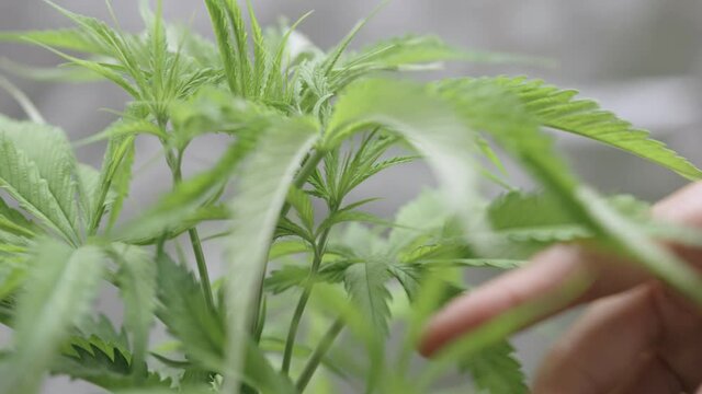 Close up female grower hands touching green cannabis leaves, growing weed indoors, ganja herbs, cultivating marijuana topping filming low stress training, weed leaves, thc cbd for medical purpose