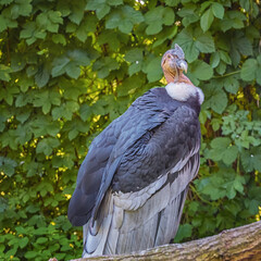 Andean condor, Vultur gryphus, the largest bird of prey in the world