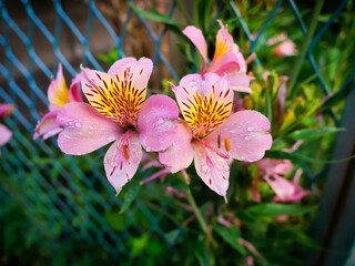 Fototapeta premium flower