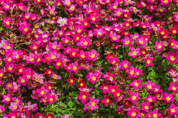 Obraz premium Close-up of tiny bright red flowers of Rockfoil, mossy Saxifrage plant blooming in late Spring