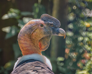 Andean condor, Vultur gryphus, the largest bird of prey in the world. Portrait