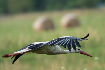bocian leci ponad skoszoną łąką, w tle beloty z siana © Michał Kurzątkowski