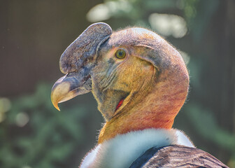 Andean condor, the largest flying bird in the world. Portrait