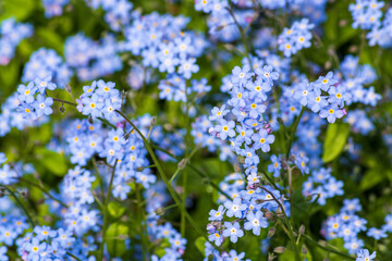 Close-up of Forget-me-not flowers blooming in late Spring  3