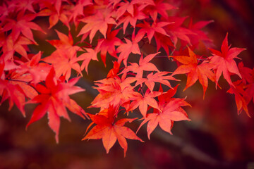 Beautiful red maple leaves in autumn, beautiful autumn leave background