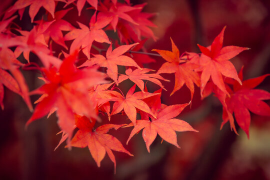 Beautiful red maple leaves in autumn, beautiful autumn leave background