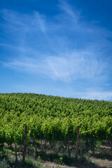 Fototapeta na wymiar Rows of vine in the Yakima Valley in the summer