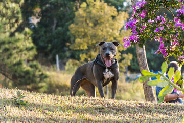 Pit bull dog playing in an open field at sunset. Pitbull blue nose in sunny day with green grass...