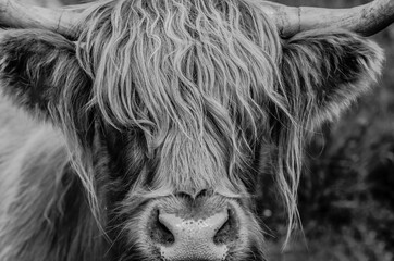 Highland Cow black and white - 444953560