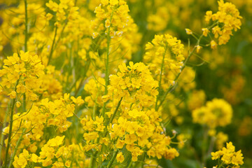 油菜　西洋カラシナ　なたね