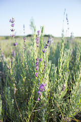 Lavender flowers blooming at dusk