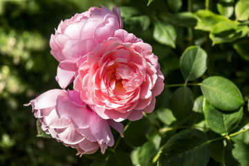 Pink tea rose with leaves closeup
