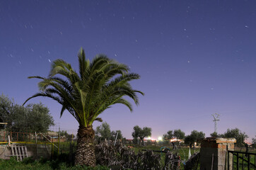 Palm trees at night.