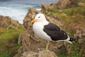 Kelp Gull on a rock
