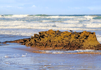 Oystercatcher and seascape