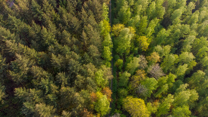 Wald von oben