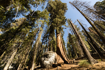Low angle shot of high trees on blue sky background in National Sequoia Park, EUA - Powered by Adobe