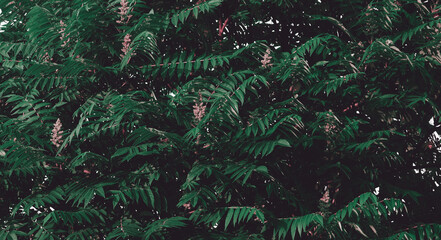 Green leaves background, retro color style, tree leaves, woody plant