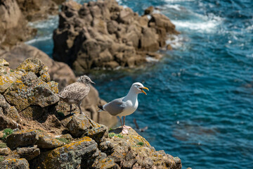 Seagull chick and adult on the sea cliff