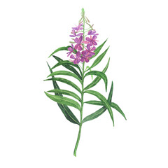 Branch of pink fireweed isolated on white background. Watercolor hand drawing illustration. Rosebay for healthy tea.
