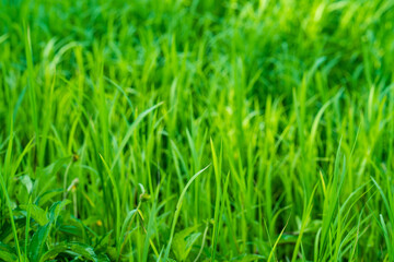 Fototapeta na wymiar Growing Grass field in summer for background.